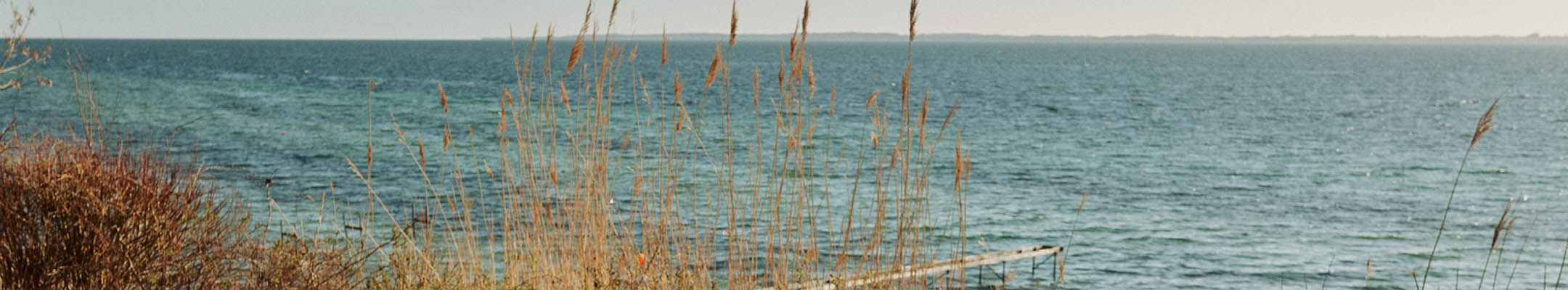 Sommerstemning ved kysten med udsigt over havet og siv langs vandkanten